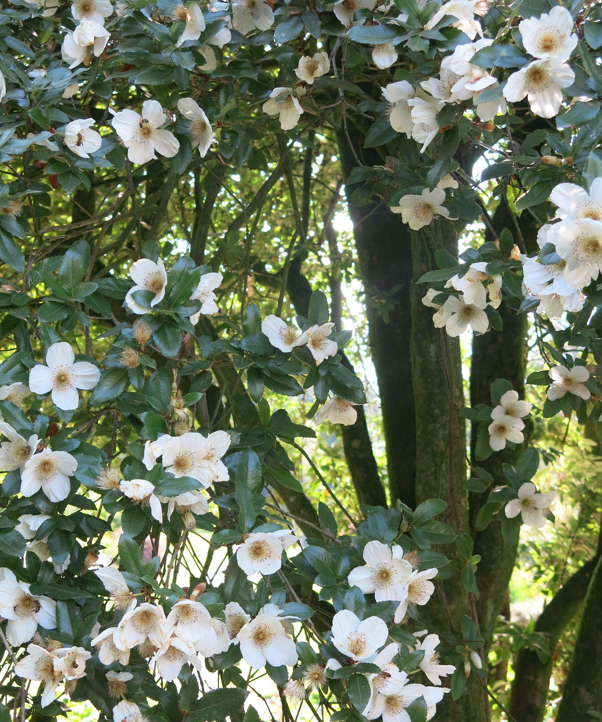 Eucryphia nymansensis with its white, rose-like flowers in full bloom