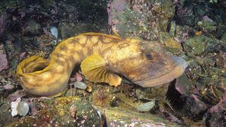 Ocean pout (Zoarces americanus), Eastport, Maine, USA, Atlantic Ocean.