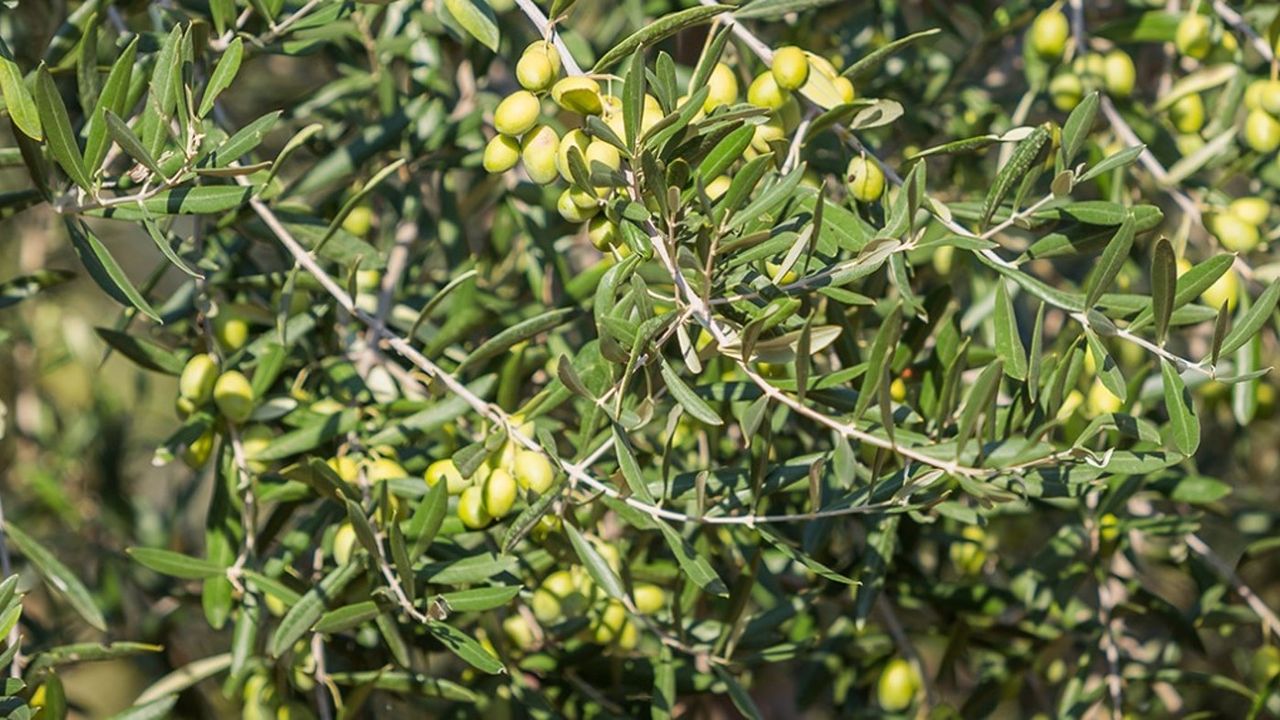 Olive trees