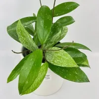 Hoyas:from $7 Walmart
