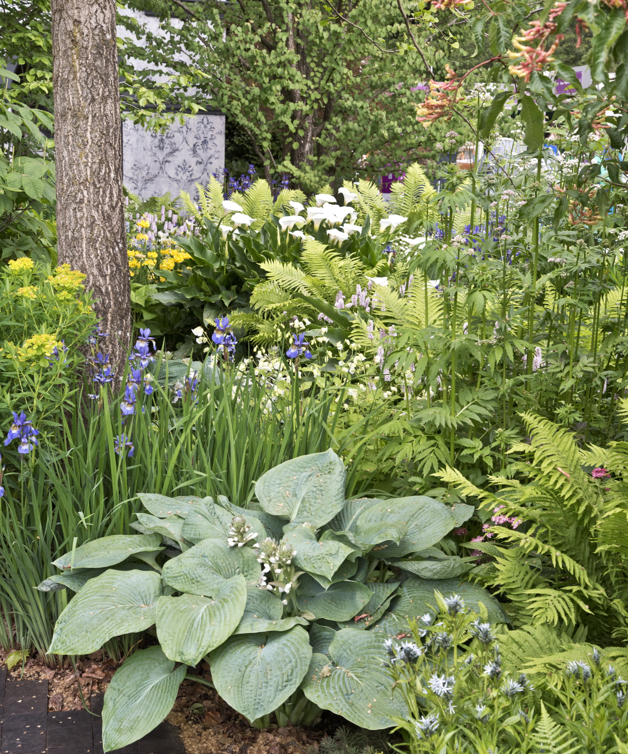 A flower bed packed with foliage plants like ferns and hostas, and bright blue and white flowers
