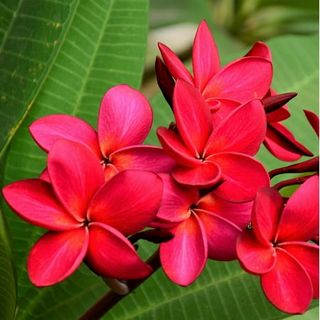 Hawaiian Tropical Red Plumeria Live Plants Slip 1 Pack Full Sun