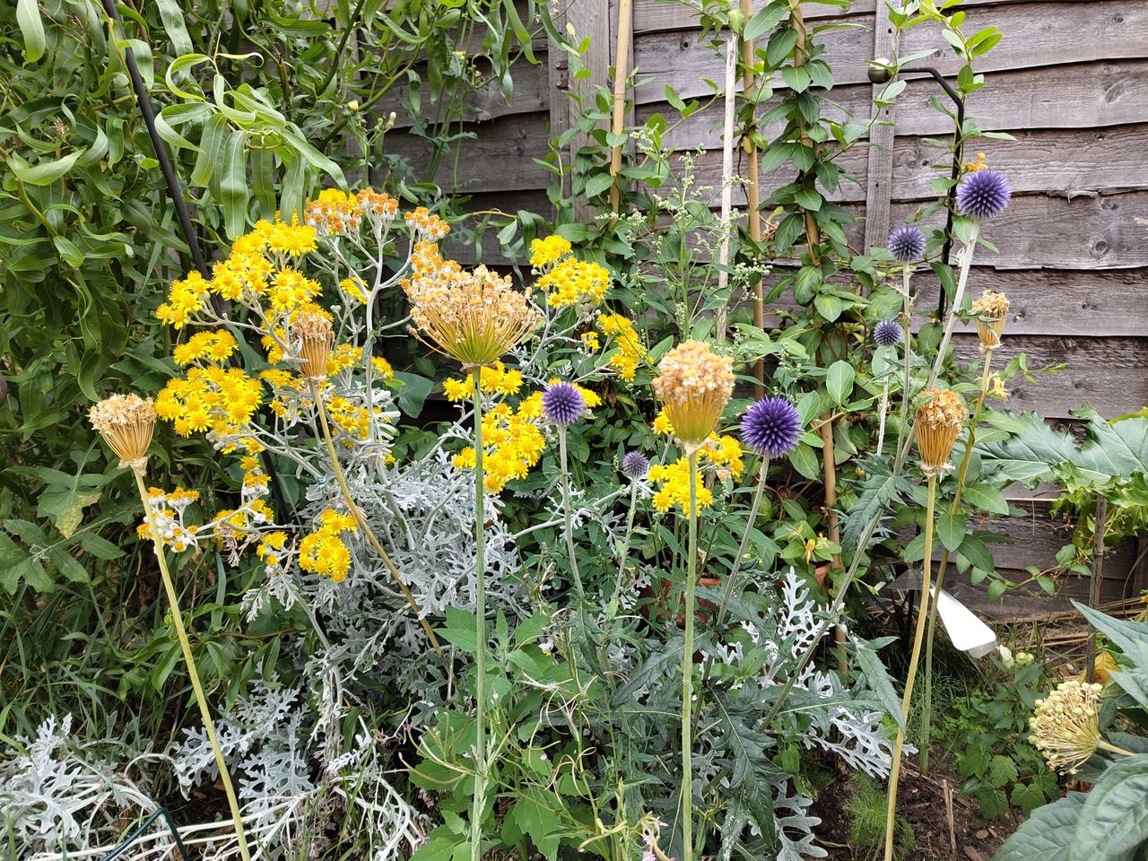 Nothing Phone 1 camera sample main flowers