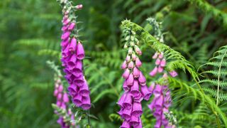 Pink foxglove