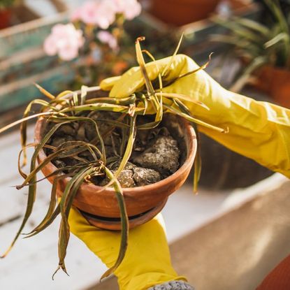 Hands in yellow gloves hold a dead houseplant