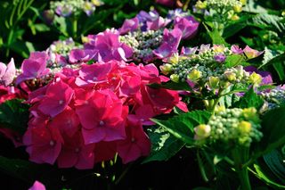 A close-up of a deep pink hydrangea bush