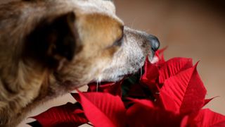 picture of dog smelling poinsettia