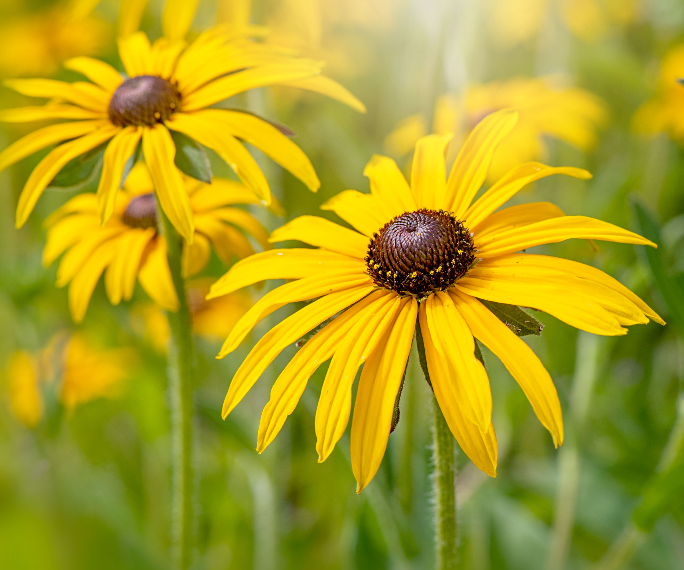 rudbeckia plants with bright yellow flower heads