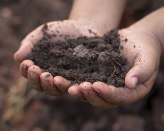 compost vs topsoil: soil in hands