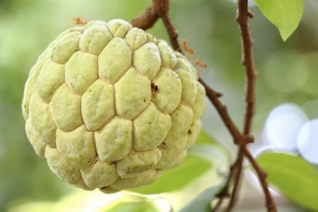 Sugar Apple Fruit Growing On A Tree