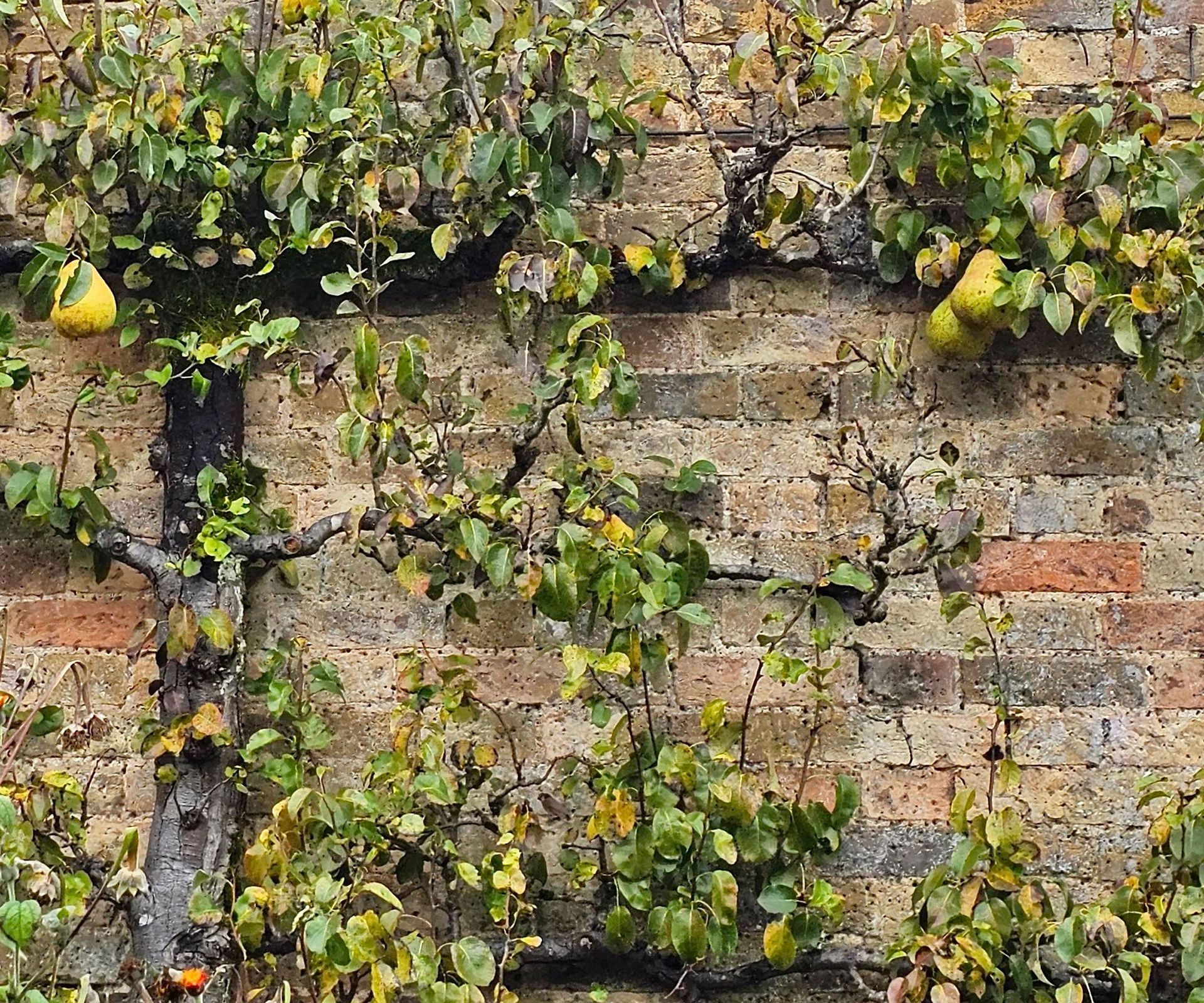 espalier tree against a wall with pears