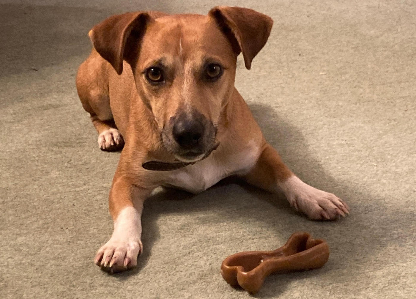 Jack Russell terrier