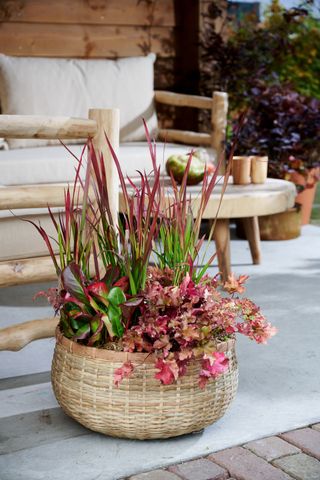 a fall planter with red and purple plants