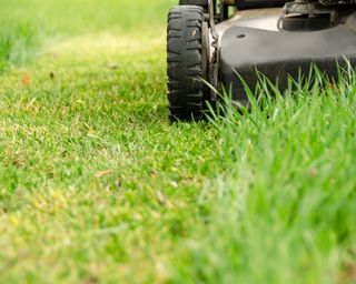 lawn mower cutting lawn