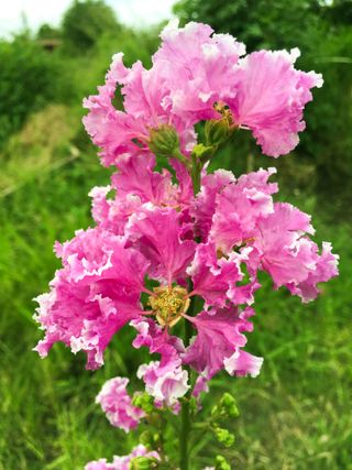 A close-up of crepe myrtle