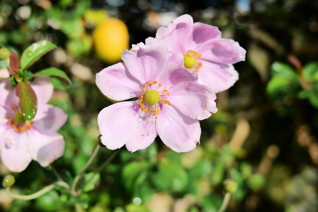Panasonic LUMIX S 20-60mm F3.5-5.6