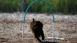 American water spaniel running through hoop at agility trial