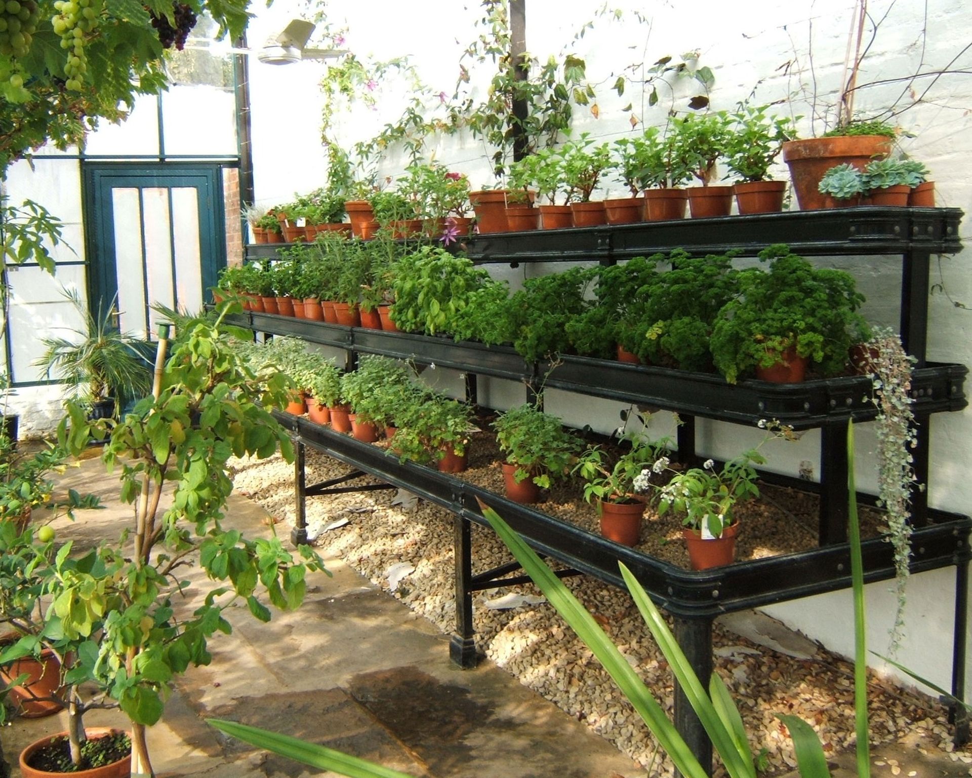 Greenhouse shelving ideas 10 ways to store plants and tools Gardeningetc