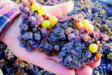 Noble rot production of sweet wines