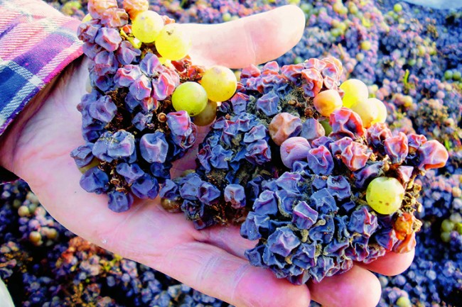 Noble rot production of sweet wines