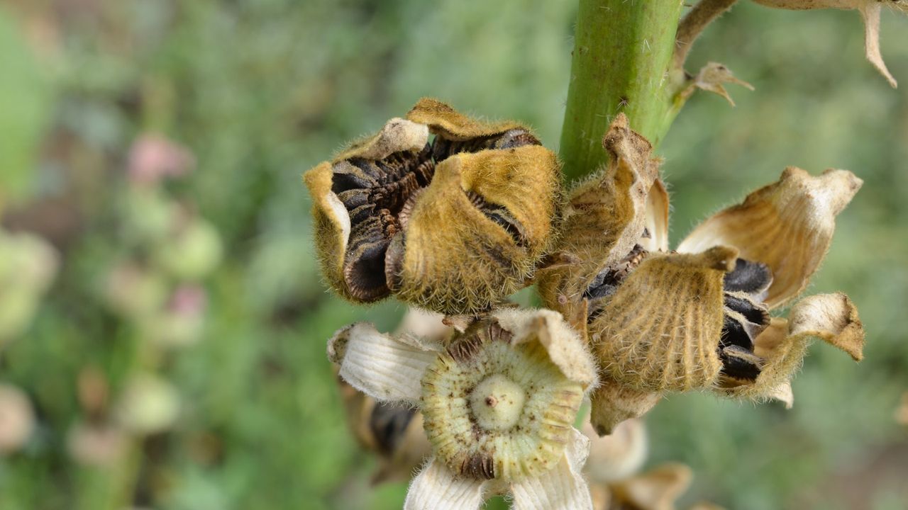 Hibiscus seed pods with brown seeds