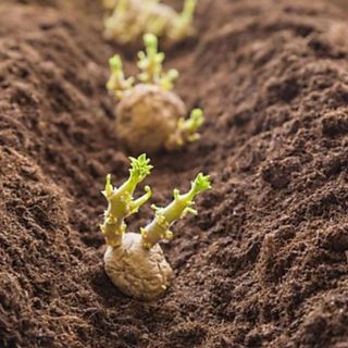 Seed potatoes from B&Q