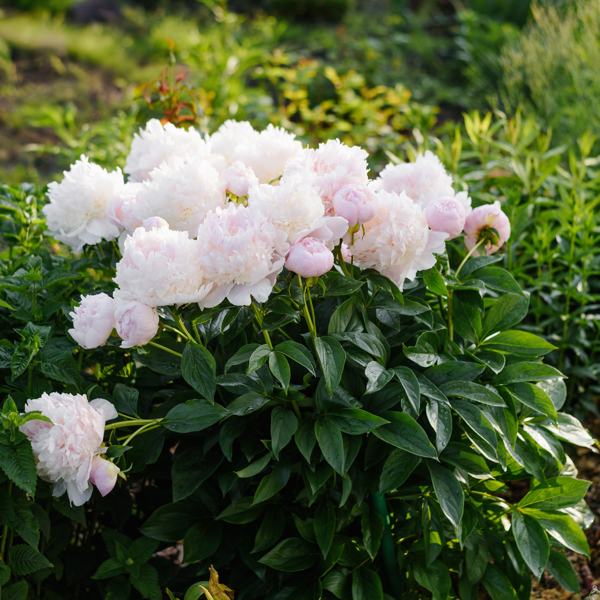 Angel Cheeks peony blooming shrub