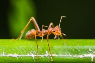 Close up of a red ant on a leaf. 