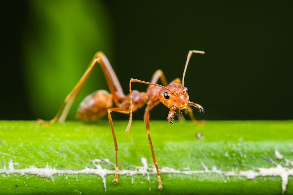ants articles - Encyclopedia of Life