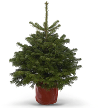2ft 6in Nordmann fir pot-grown Christmas tree | Now £26 at B&amp;Q