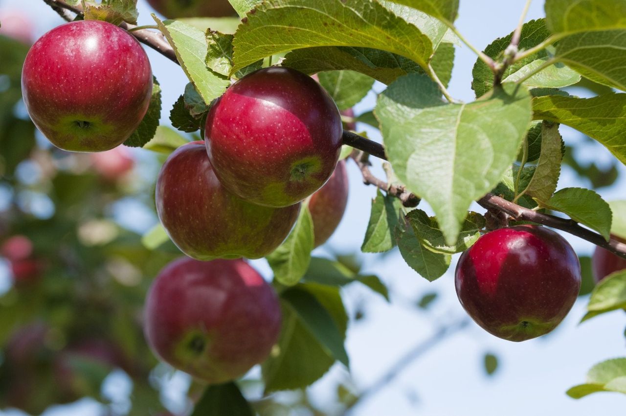 apple fertilizer