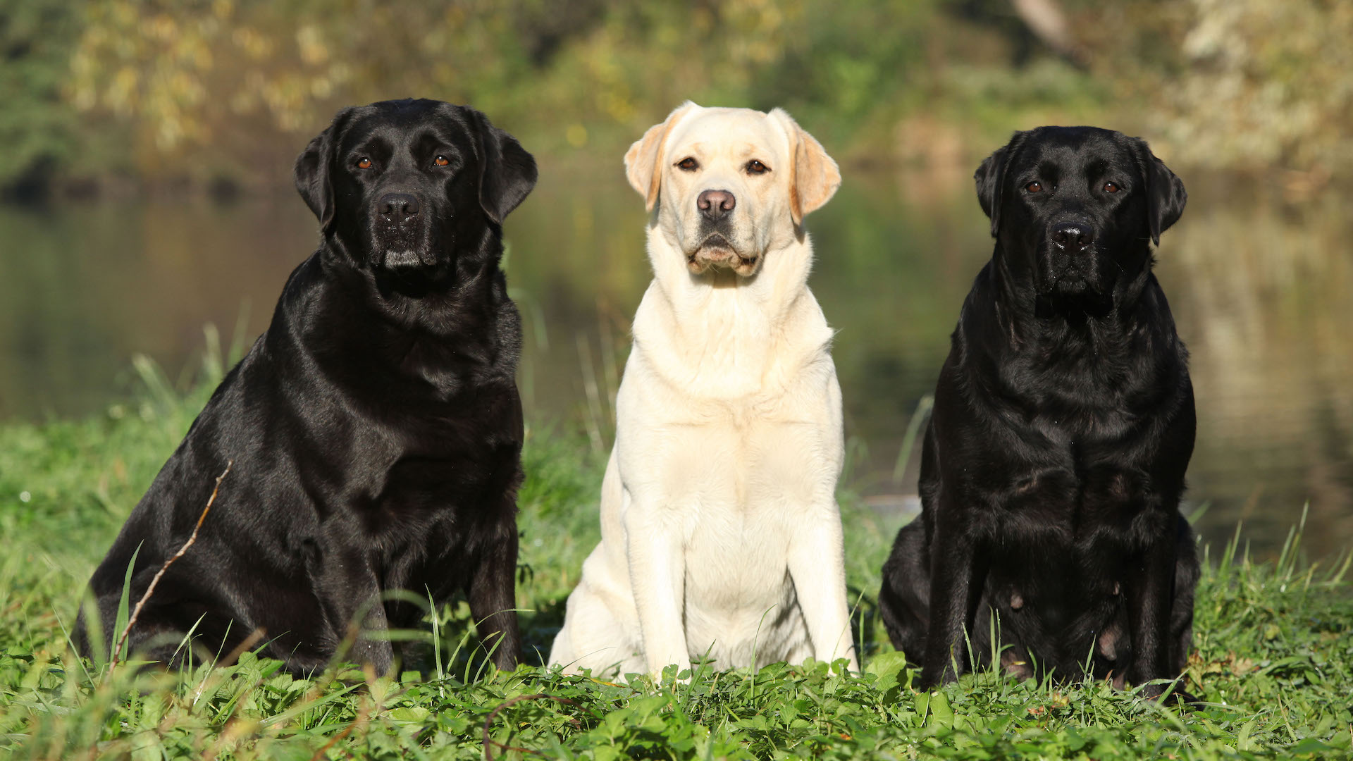 Three Labrador Retrievers in front of water