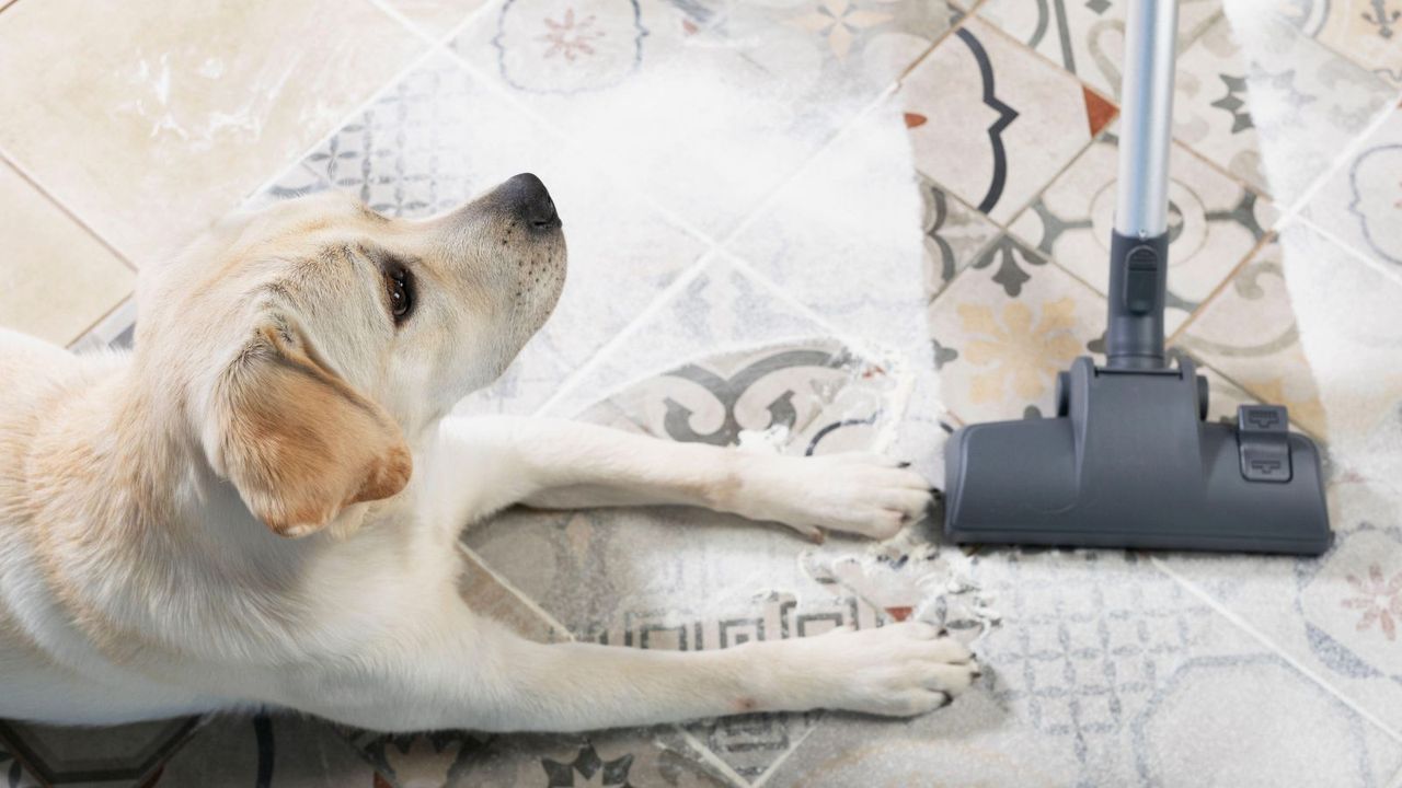 A dog next to one of the picks for best vacuum for pet hair as it cleans a tile floor