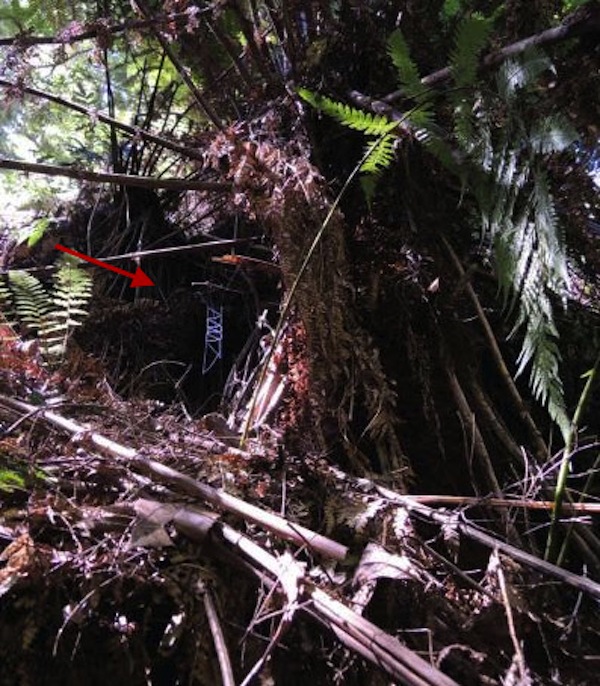 A ladder-shaped web created by the spider Progradungula otwayensis hangs in Australia’s Great Otway National Park.