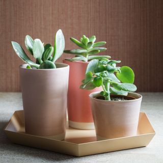 three houseplants in small pink pots arranged on a hexagonal tray
