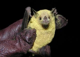 Lesser long-nosed bat pollen arizona bats