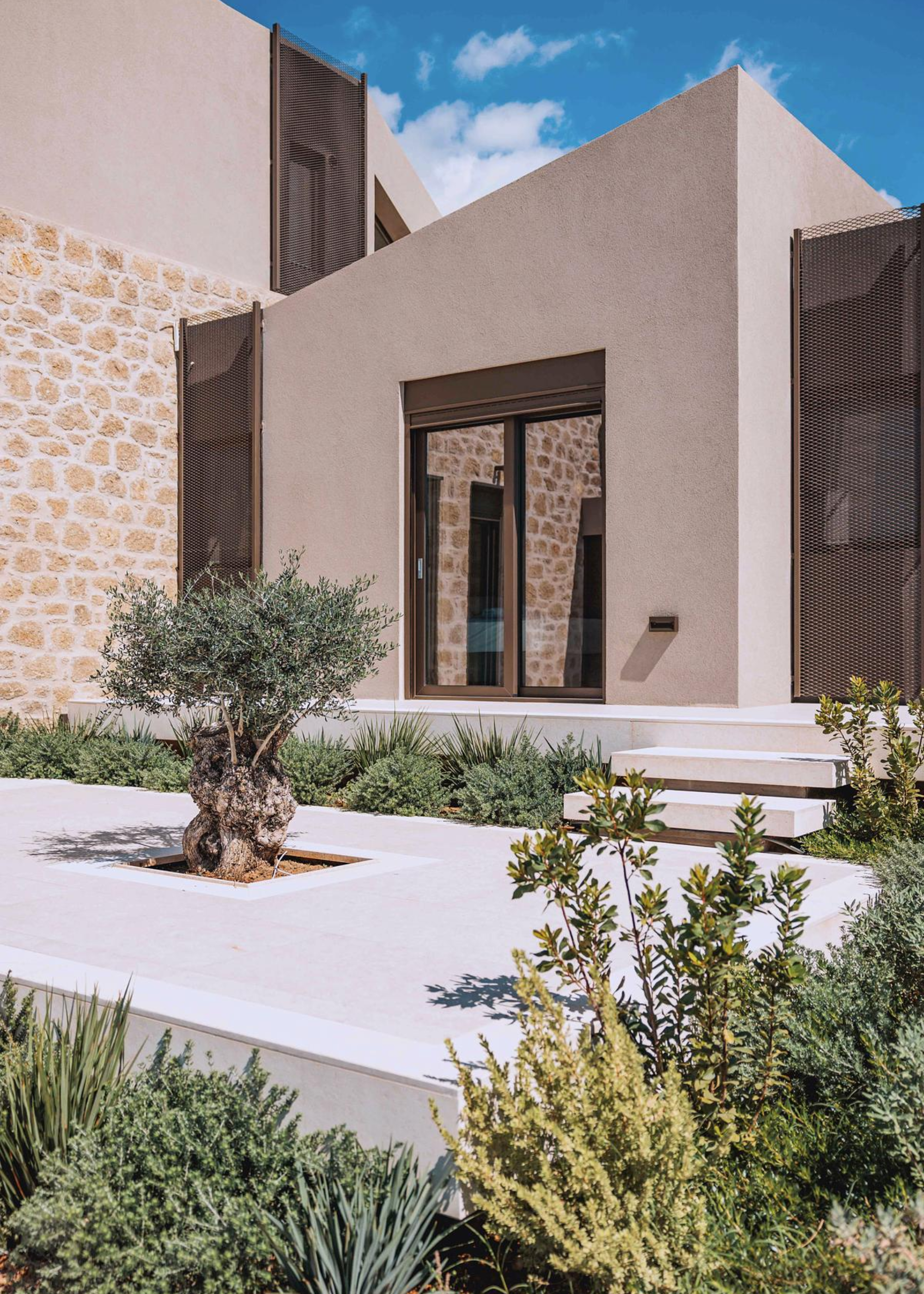 An olive tree and low-lying ground cover in a Greek garden