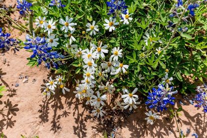 Blue And White Blackfoot Daisy Flowers