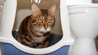 savannah cat sat in a lidded litter box