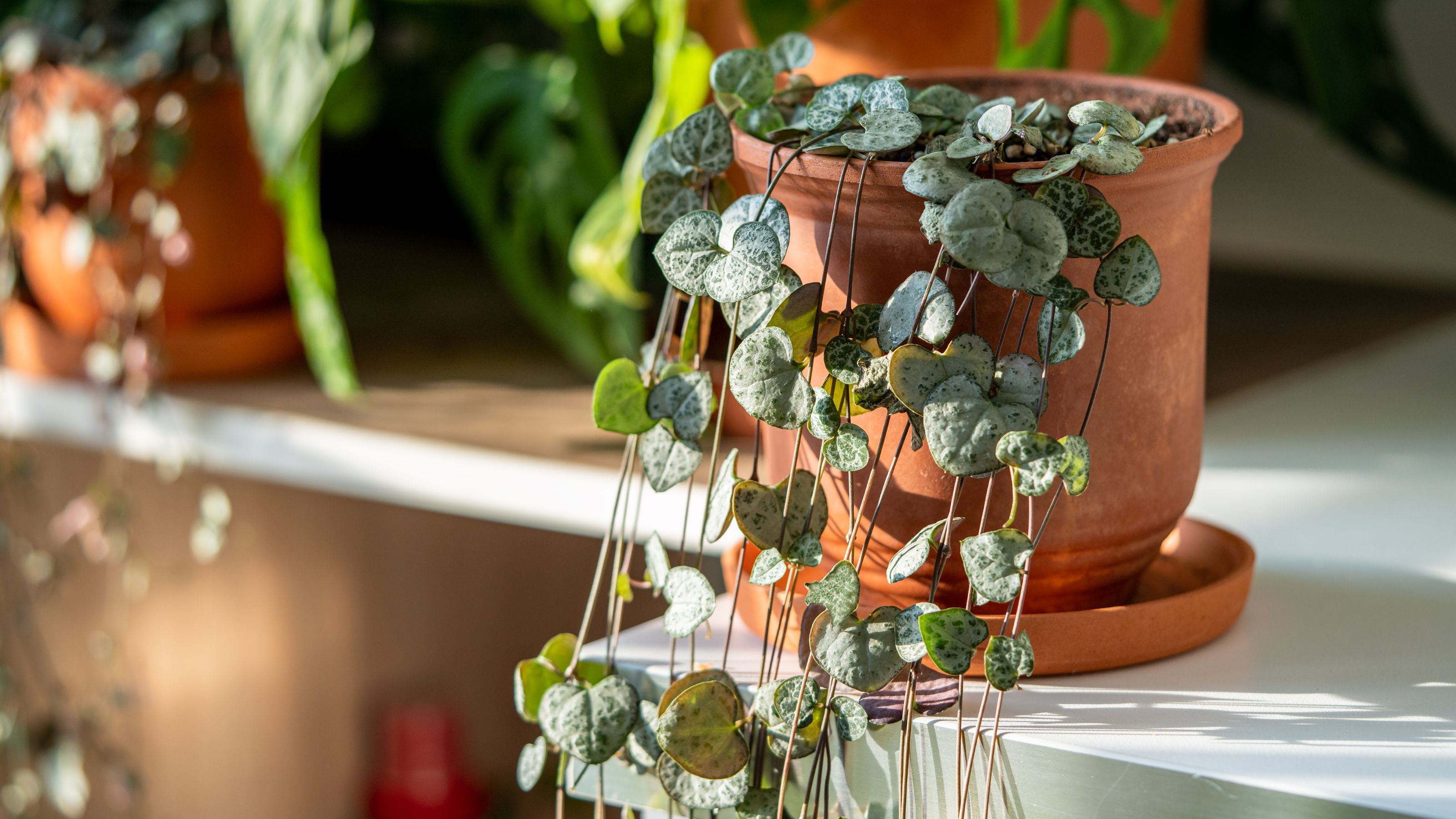 String of hearts houseplant in terracotta pot