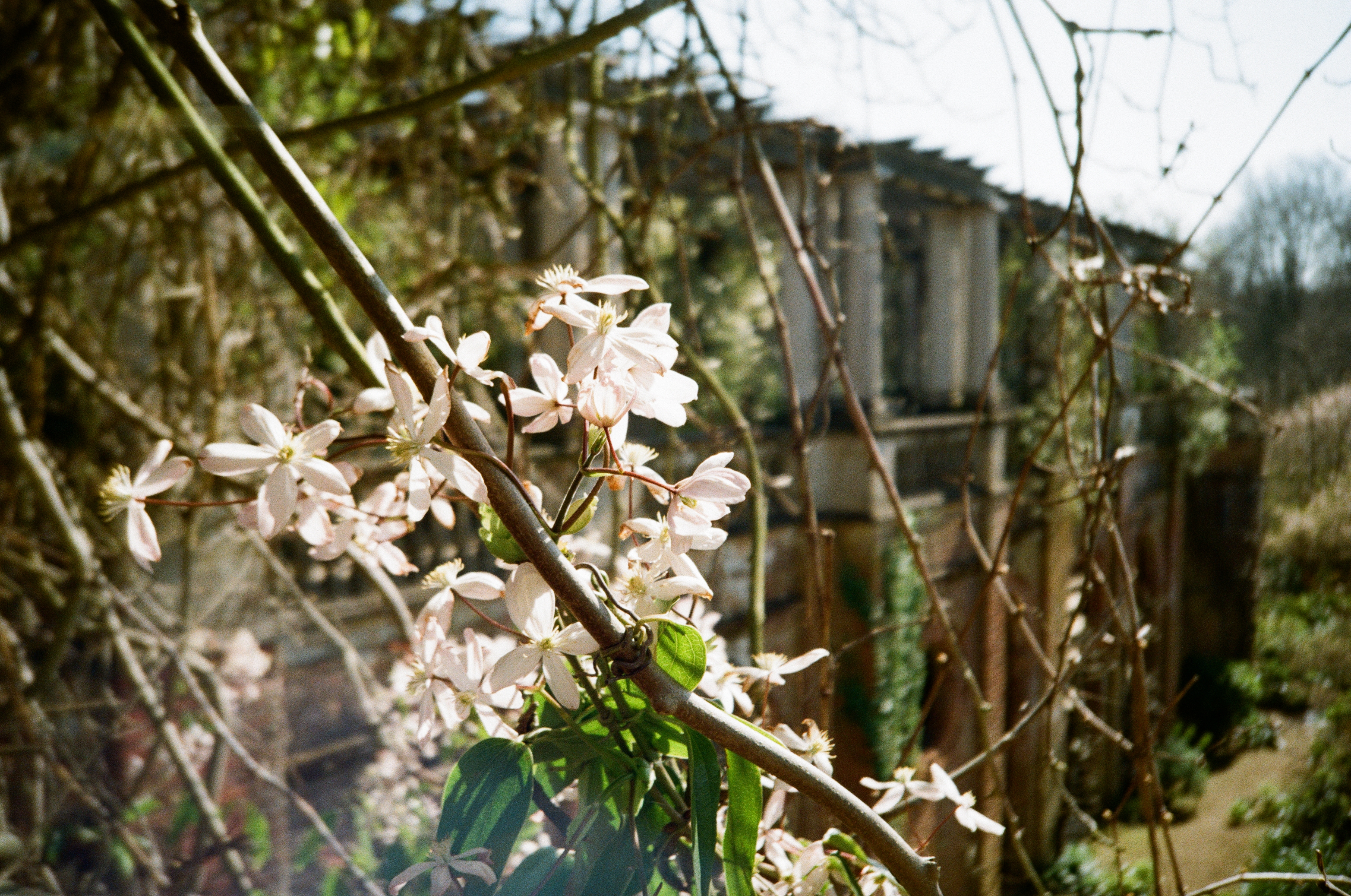 Scan of Lomo MC-A photograph taken on Kodak ColorPlus 200, showing scenes from London's Hampstead and Camden