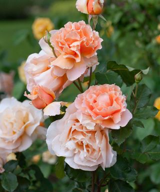 'Just Joey' roses growing on plant