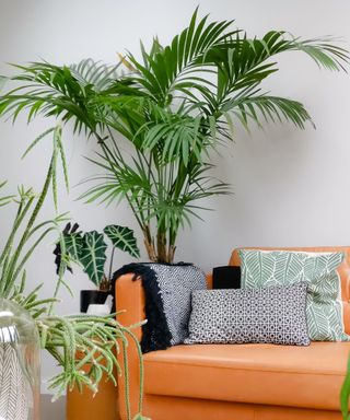 Large kentia palm plant behind an orange sofa