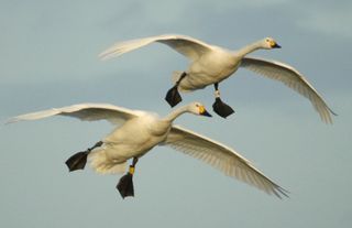 human swan migration flight