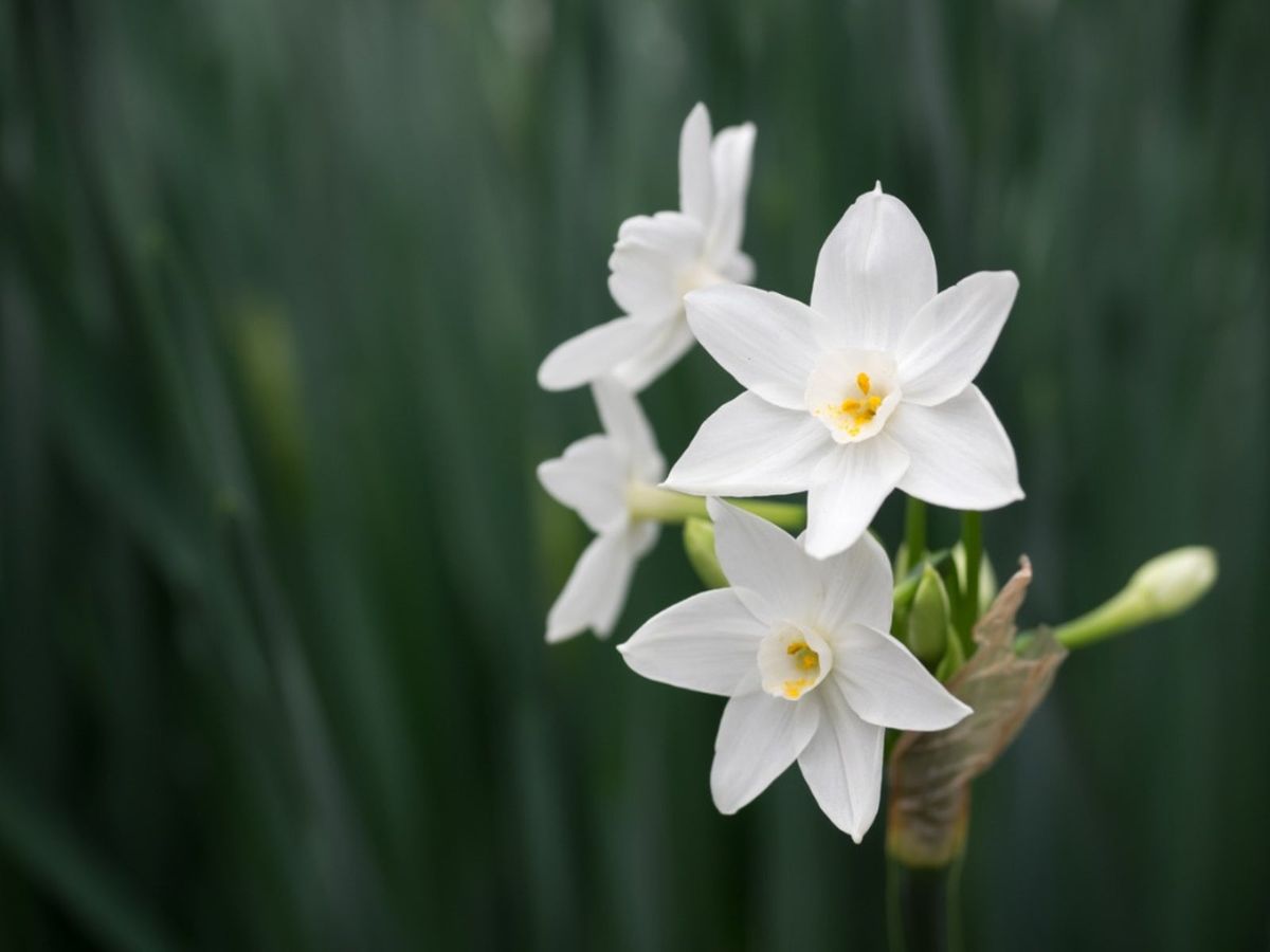 How to Care for Paperwhites Planted in Soil or Water