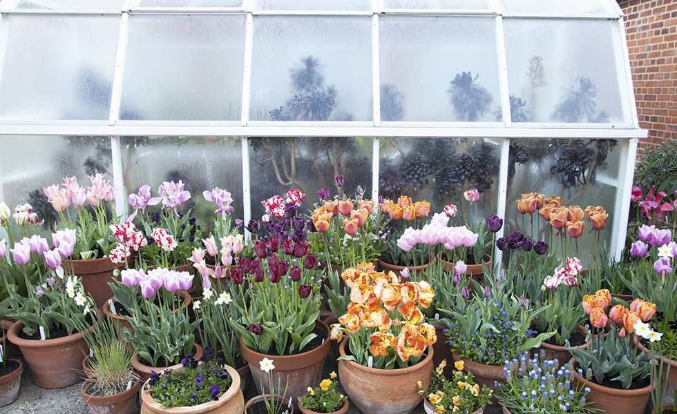 Spring gardening – 12 tips to get your plot ready for planting and the ...