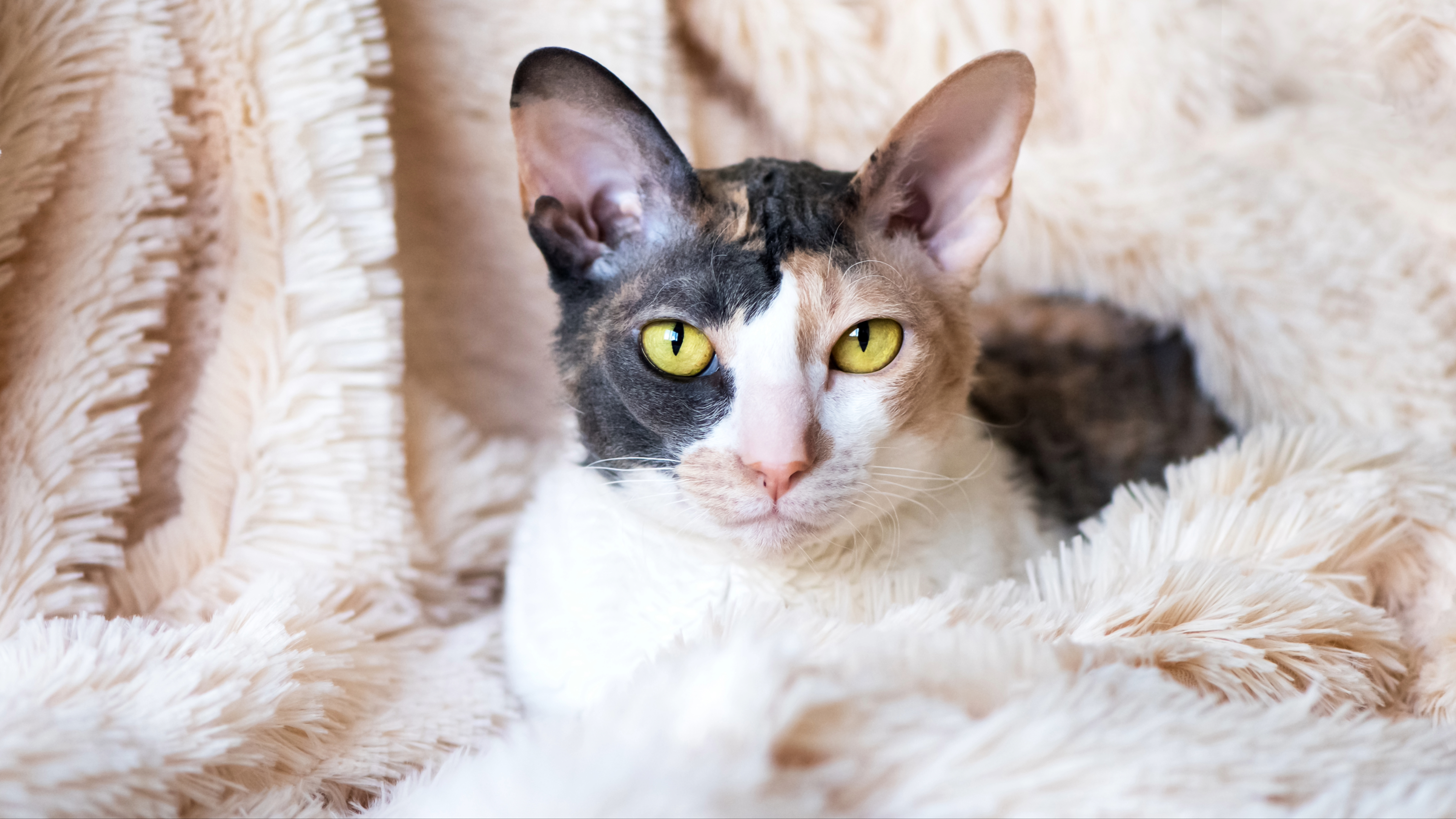 Cornish Rex