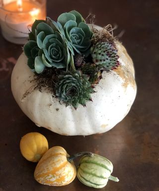 DIY white pumpkin vase idea using glass instead of floristry oasis, includes succulents and moss
