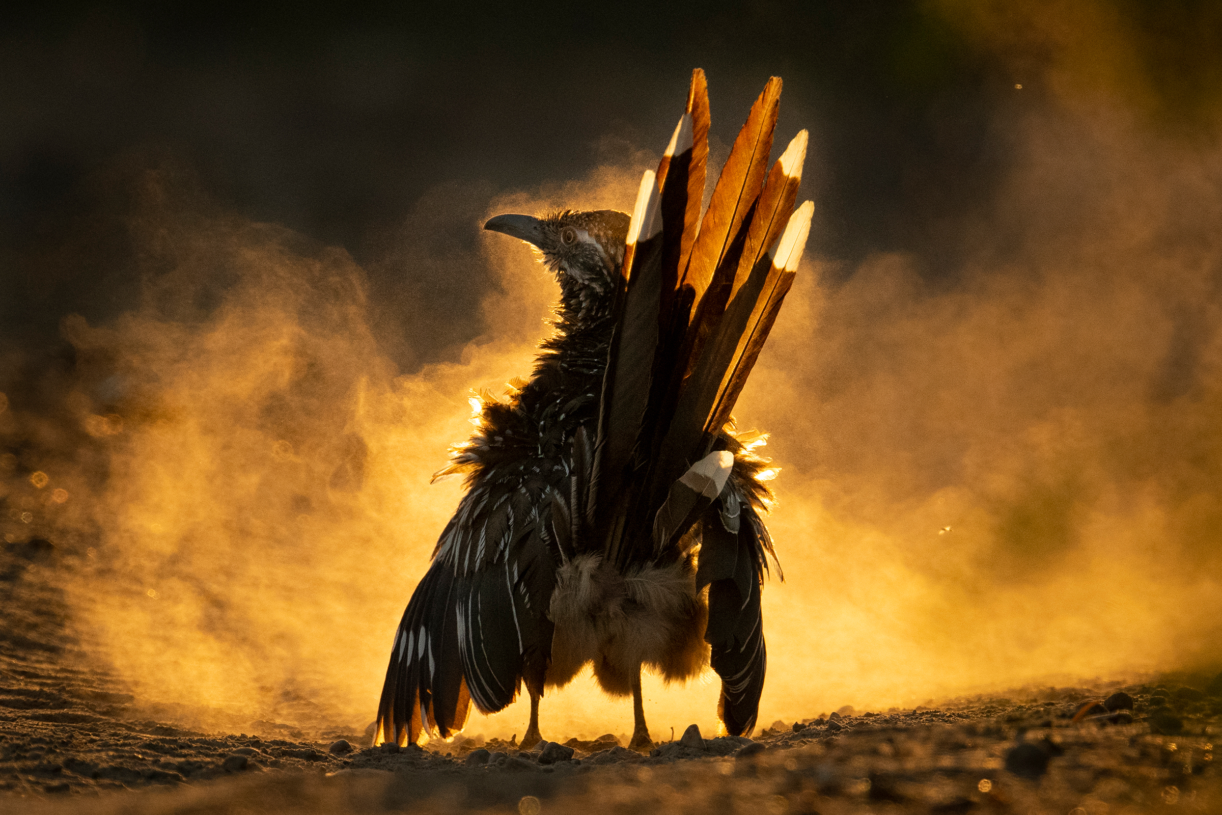 Greater Roadrunner Photo: Carolina Fraser/Audubon Photography Awards/2021 Grand Prize Location: Los Novios Ranch, Cotulla, Texas. ©Carolina Fraser/Audubon Photography Awards/2021 Grand Prize.