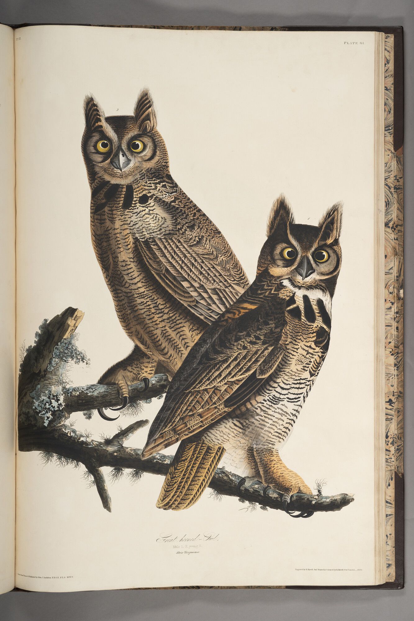 Great Horned Owl from Birds of America